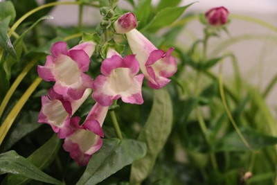 Bartfaden - Penstemon 'pentastic pink'