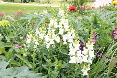 Bartfaden - Penstemon 'praecox mix'