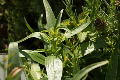 Bartfaden - Penstemon 'praecox mix'