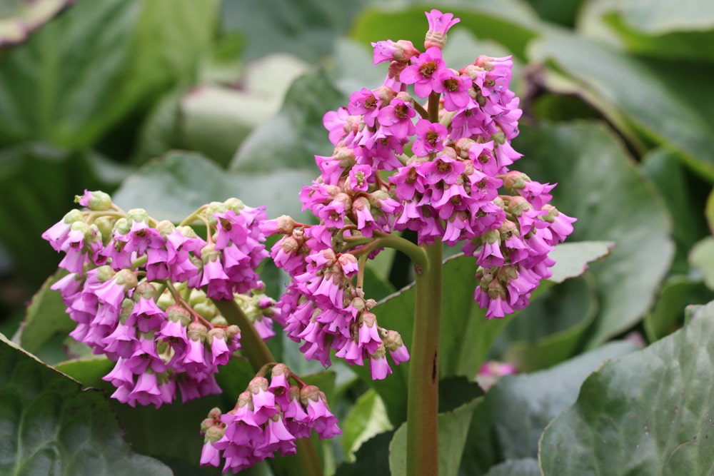 Bergenie - Bergenia