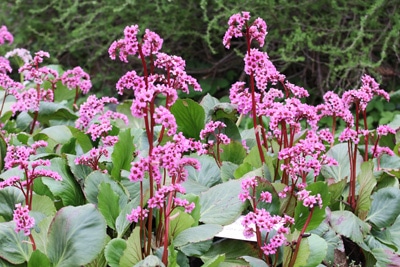 Bergenie - Bergenia