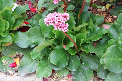 Bergenie - Bergenia