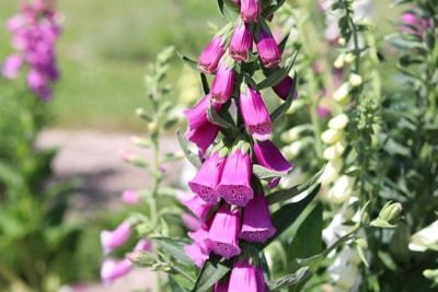 Fingerhut Digitalis