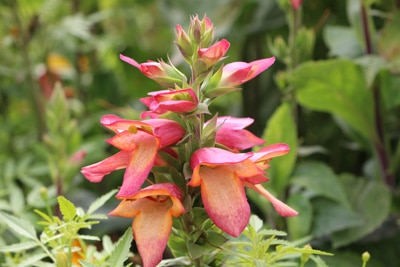 Fingerhut - Digitalis purpurea