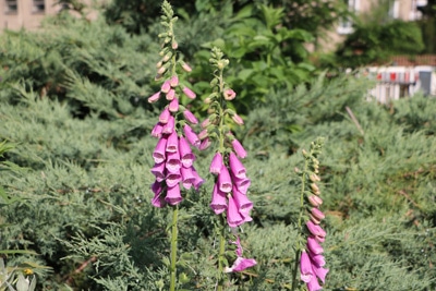 Fingerhut - Digitalis purpurea