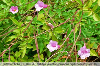 Gloxinie - Incarvillea arguta