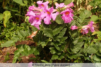 Gloxinie - Incarvillea delavayi