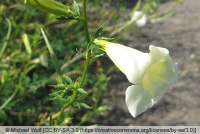 Gloxinie - Incarvillea sinensis var przewalskii 