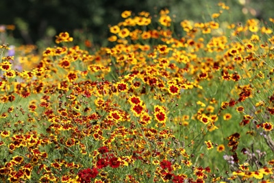 Kokardenblume - Gaillardia aristada 