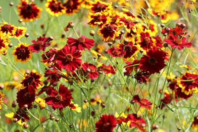 Kokardenblume - Gaillardia aristada 