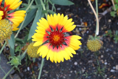 Kokardenblume - Gaillardia aristada