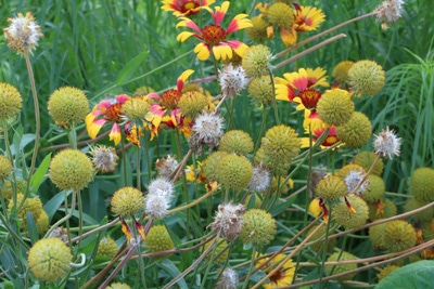 Kokardenblume - Gaillardia aristada 