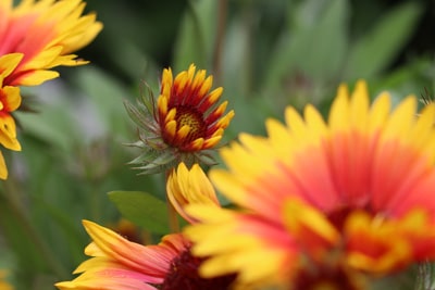 Kokardenblume - Gaillardia aristada 'sunset mexican'