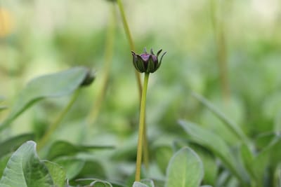 Schokoladenblume - Cosmos atrosanguineus 