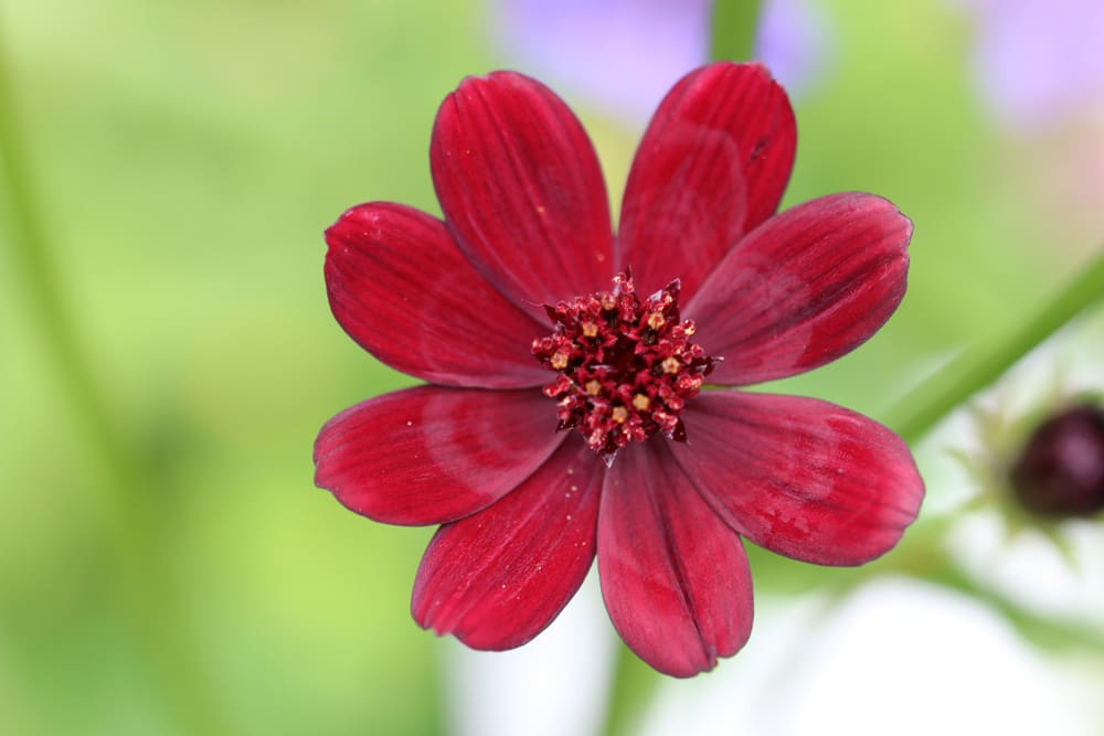 Schokoladenblume - Cosmos atrosanguineus