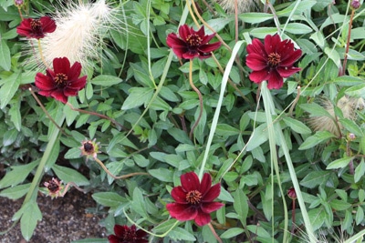 Schokoladenblume - Cosmos atrosanguineus 