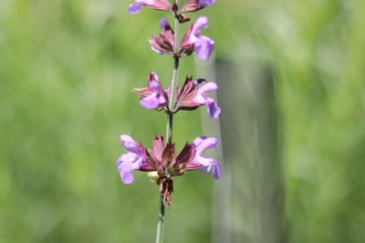 Echter Salbei - Blüte