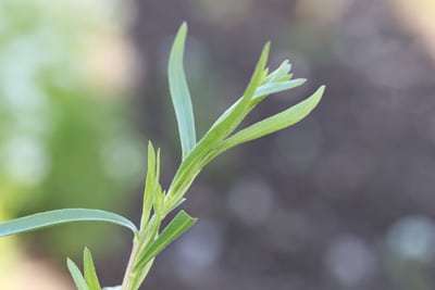 Estragon - Artemisia dracunculus