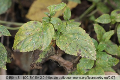 Minzrost - Puccinia menthae 