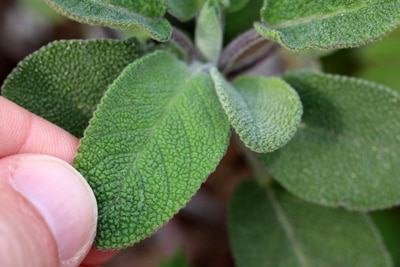 Echter Salbei - Salvia officinalis