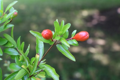 Granatapfelbaum - Punica granatum 