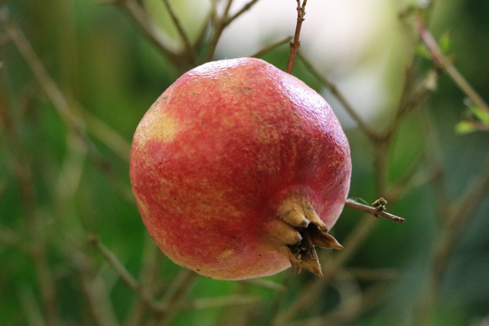 Granatapfelbaum - Punica granatum