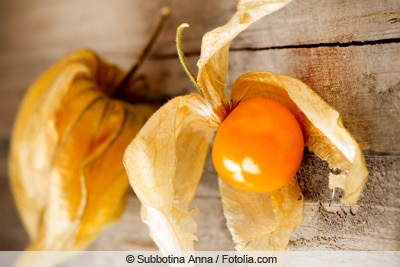 physalis 50578802 fl