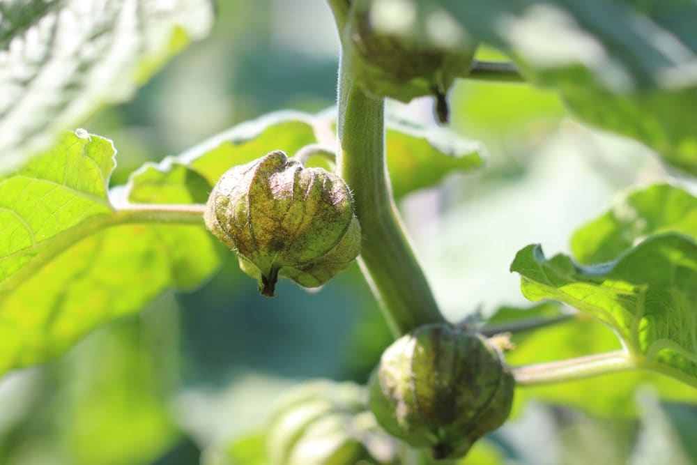 Physalis peruviana - Andenkirsche - Kapstachelbeere