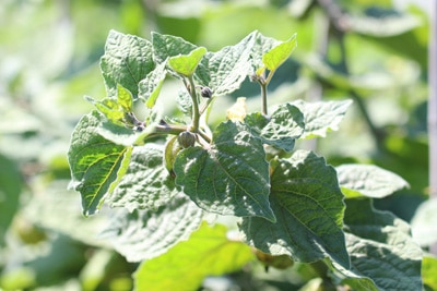 Physalis peruviana - Andenkirsche - Kapstachelbeere 