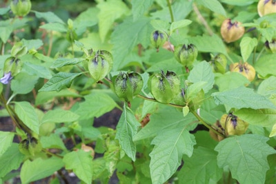 Physalis peruviana - Andenkirsche - Kapstachelbeere 