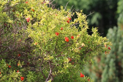 Zwerg-Granatapfelbaum - Punica granatum 'Nana'