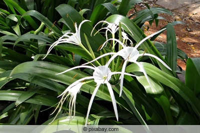 Ismene - Hymenocallis