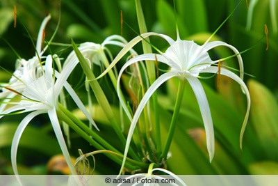 Ismene - Hymenocallis