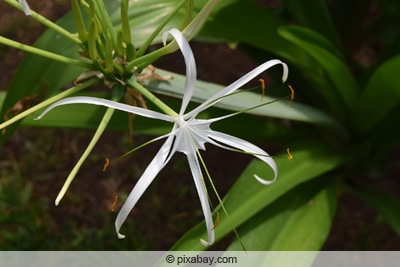 Ismene - Hymenocallis