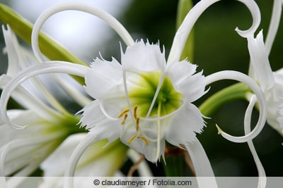 Ismene - Hymenocallis