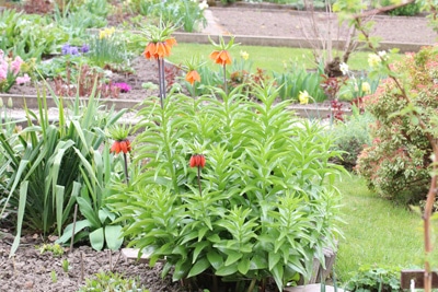 Kaiserkrone - Fritillaria imperialis 