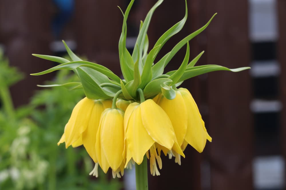 Kaiserkrone - Fritillaria imperialis