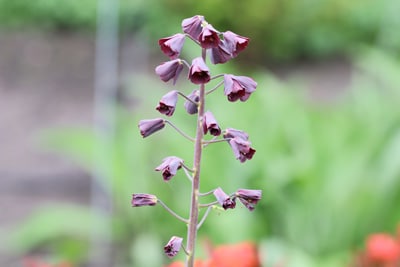 Kaiserkrone - Fritillaria persica 