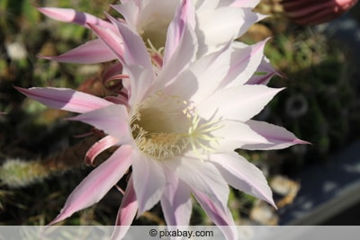 Königin der Nacht - Selenicereus grandiflorus