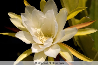 Königin der Nacht - Selenicereus grandiflorus