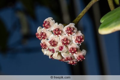 Großaufnahme der Hoya-Blüte