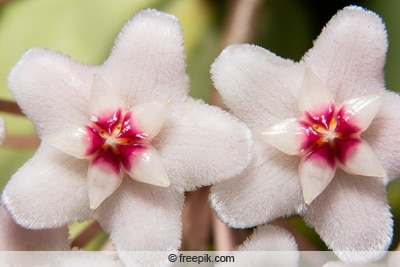 Makroaufnahme von Wachsblumenblüten