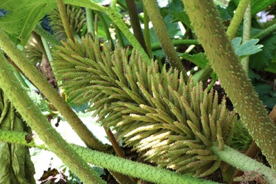 Mammutblatt - Gunnera manicata