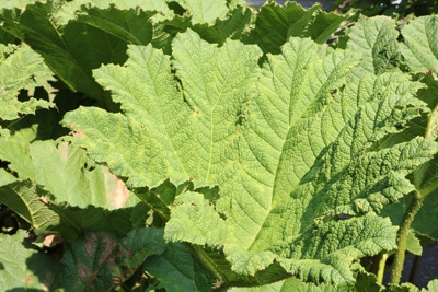 Mammutblatt - Gunnera manicata