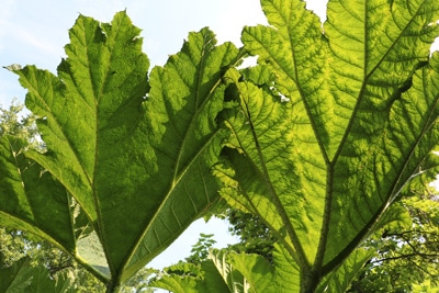 Mammutblatt - Gunnera manicata