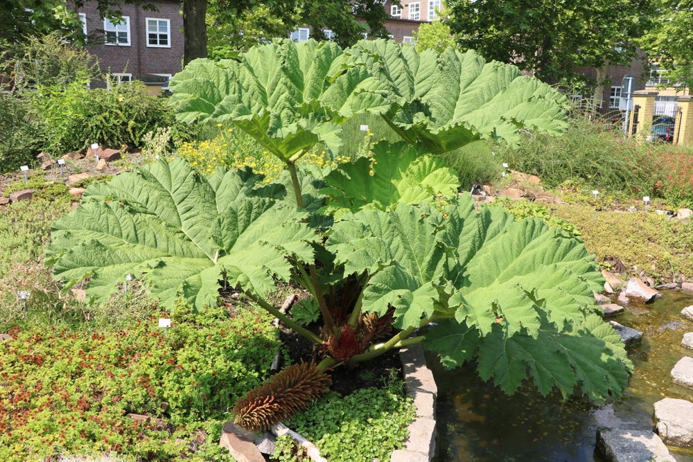 Mammutblatt - Gunnera manicata