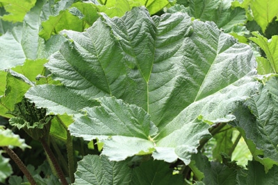 Mammutblatt - Gunnera manicata