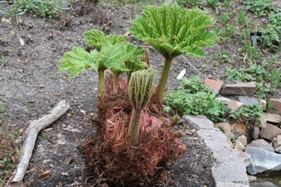 Mammutblatt - Gunnera manicata