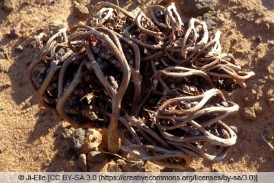 Rose von Jericho im natürlichen Lebensraum