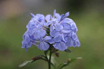 Bleiwurz - Plumbago auriculata